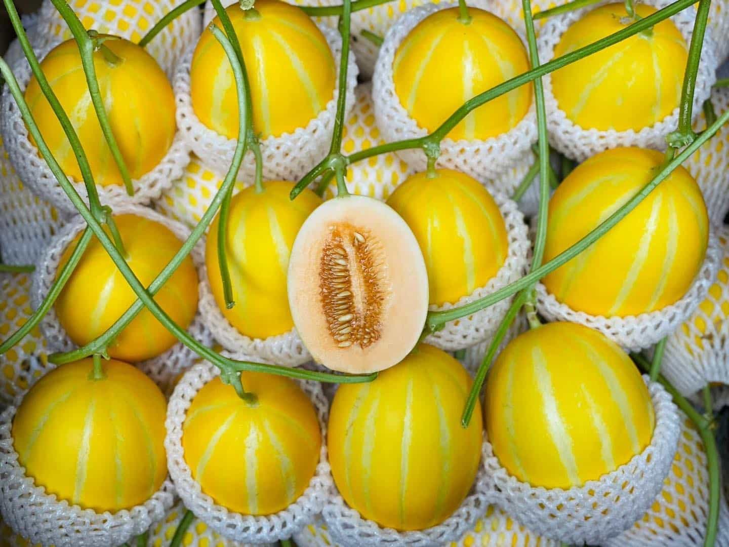 dưa lưới Hoàng Kim
