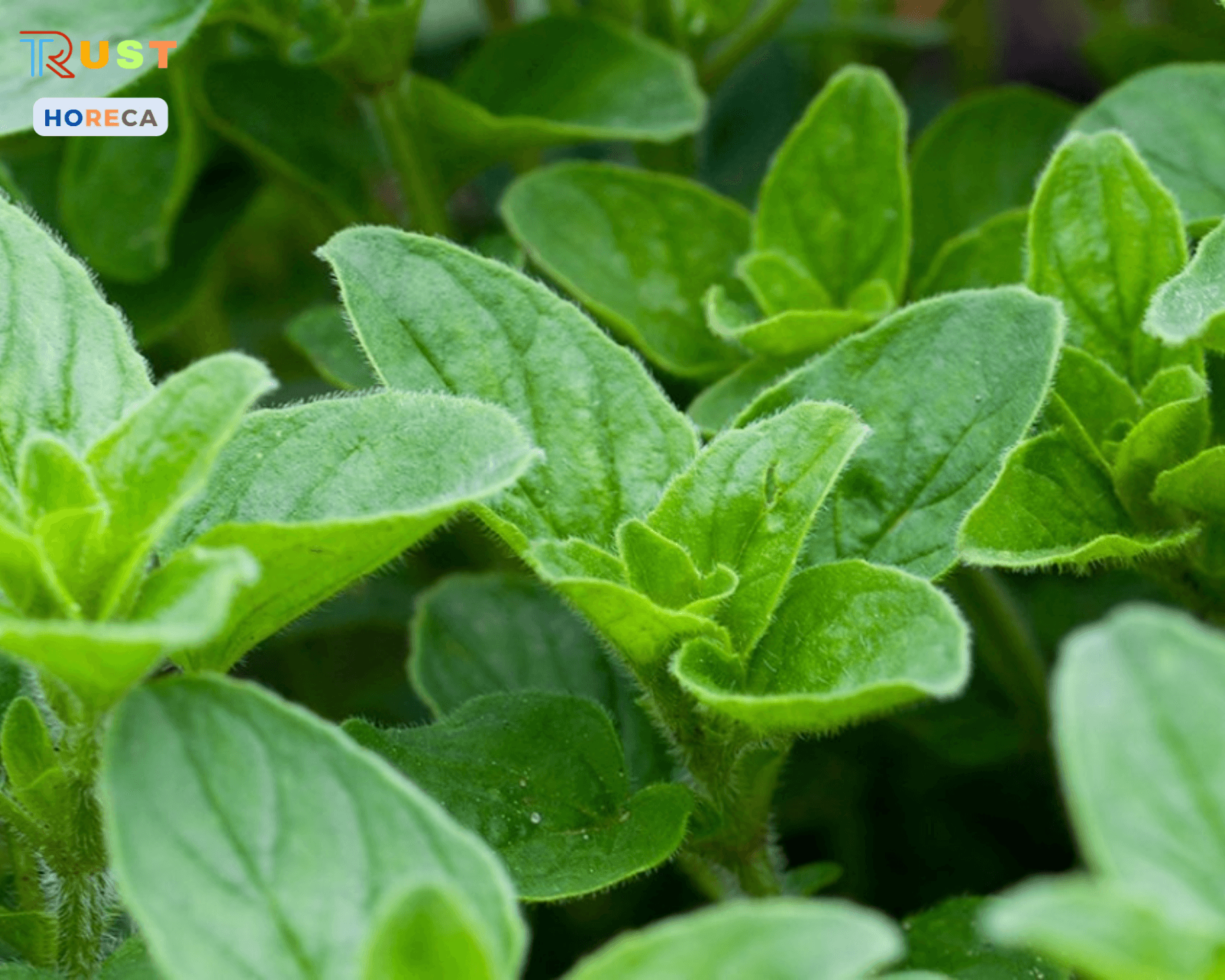 Lá Kinh giới cay - Oregano