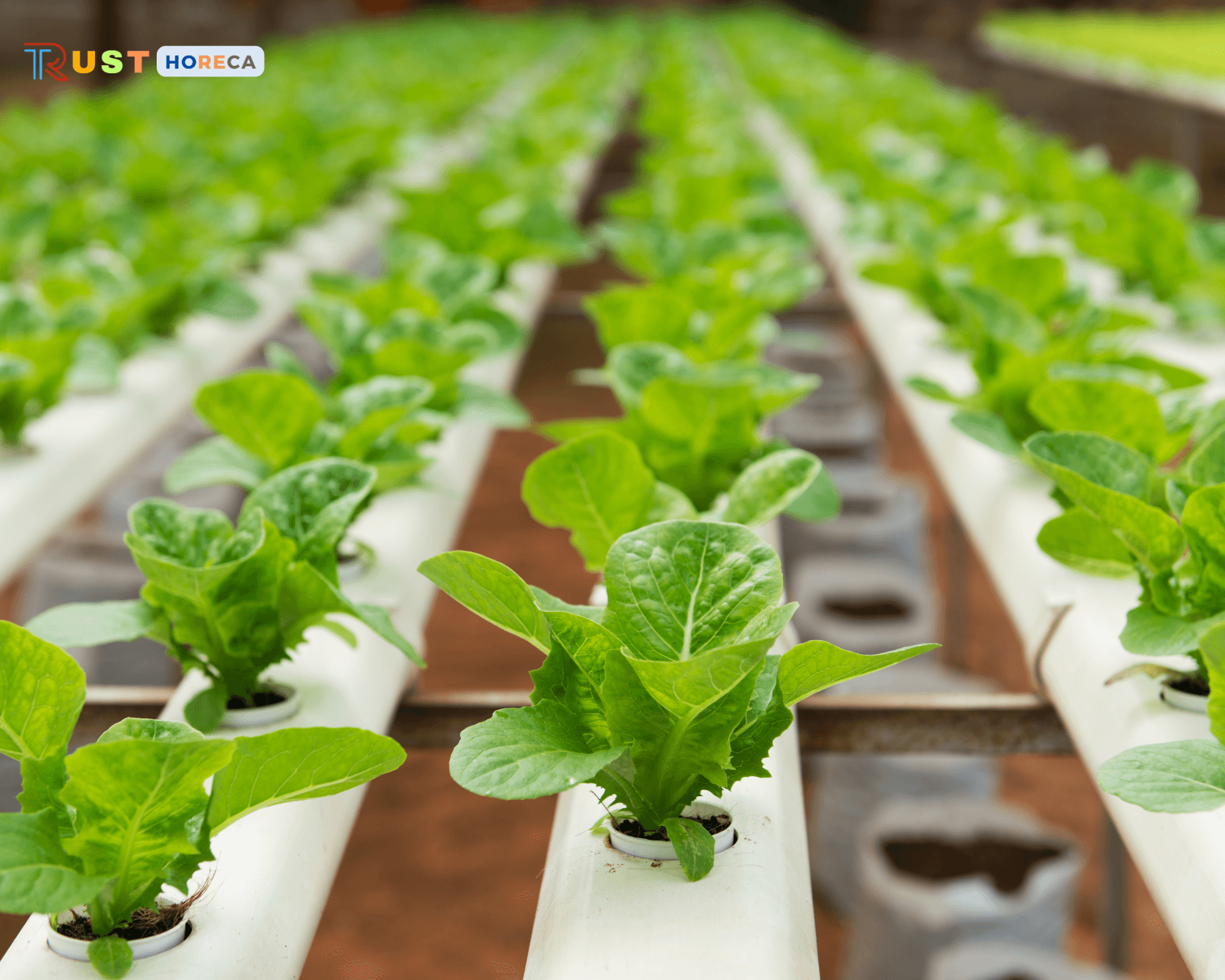 nguồn hàng ổn định