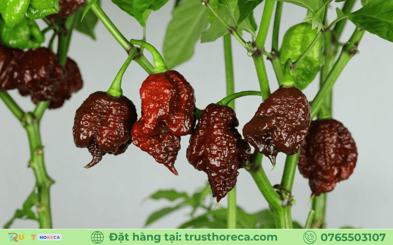 Ớt Carolina Reaper Khô