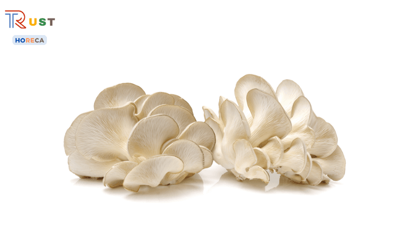 Nấm sò trắng