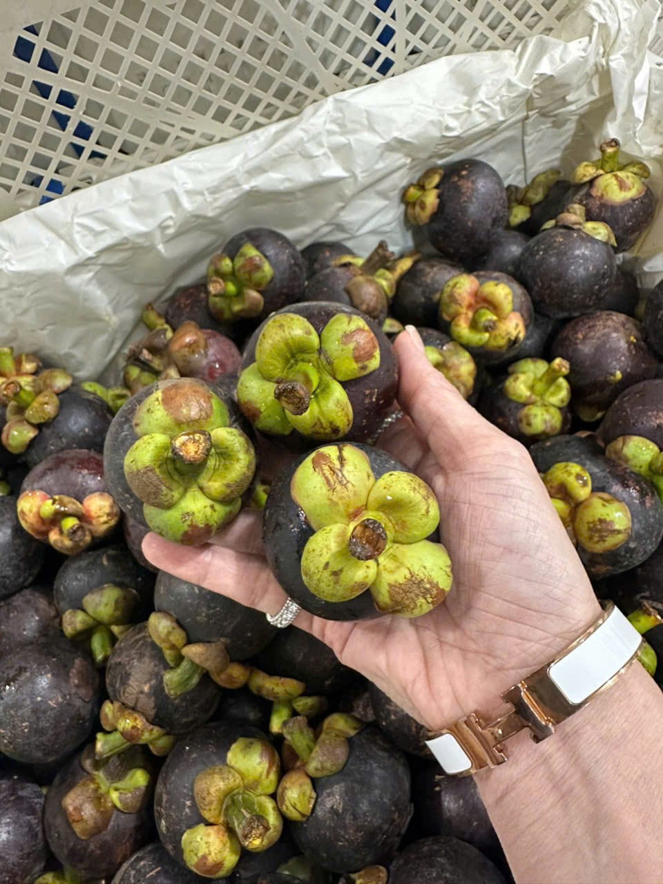 Măng Cụt Thái